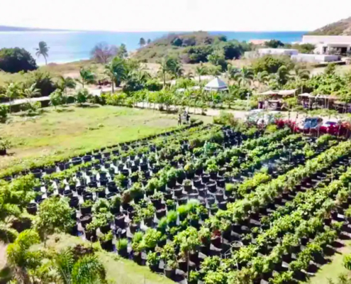 Aerial view of the Coconut Farm