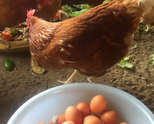 Fresh eggs from free roam chickens